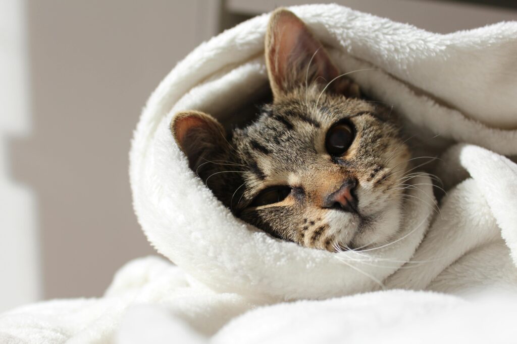 Close-up of a cute cat wrapped in a fluffy white blanket, looking cozy and warm.