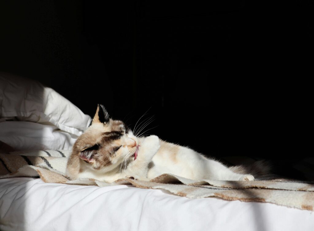 Calico cat enjoys a sunlit spot on a cozy indoor bed, a perfect pet portrait.