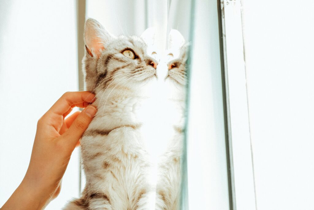 A fluffy cat being gently petted as it gazes into its reflection, evoking warmth and tranquility.