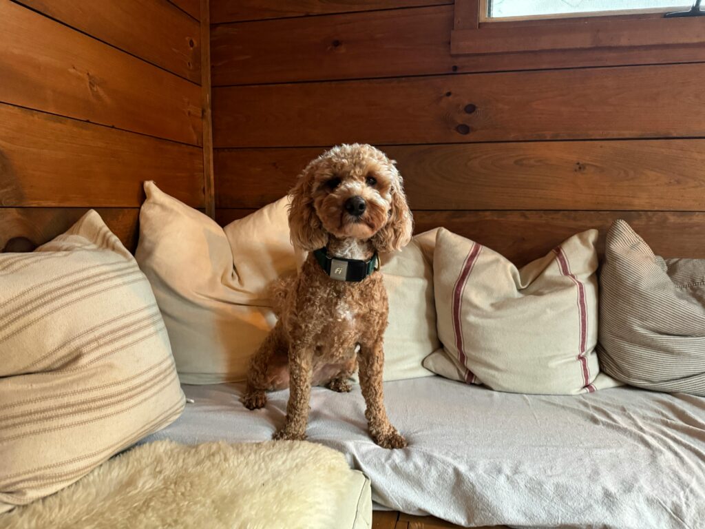 A poodle comfortably sitting on a sofa with pillows in a rustic cabin in New Paltz, NY.