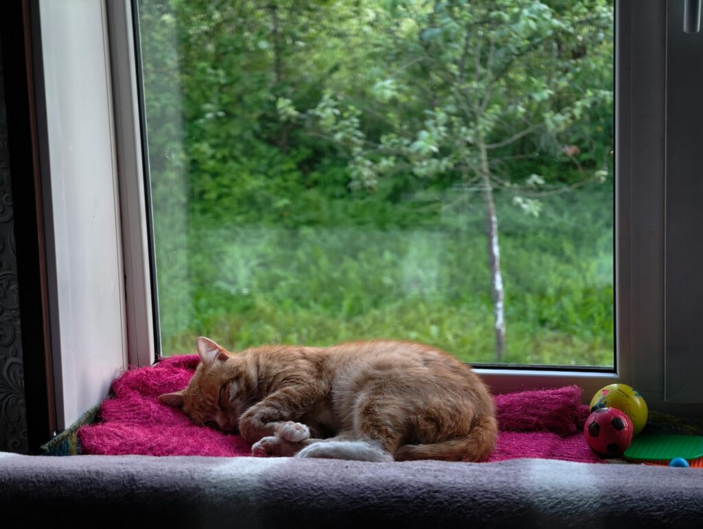 Ginger cat comfortably sleeping on a pink blanket by a window with a green garden view.