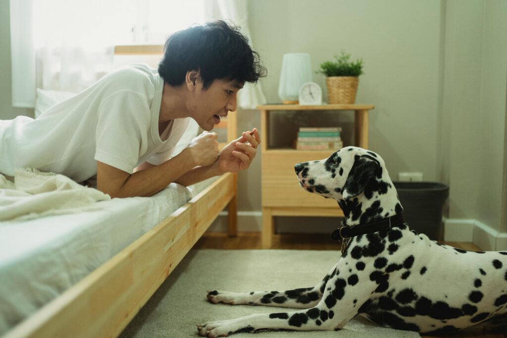 A man interacts playfully with a Dalmatian dog in a cozy, well-lit bedroom.