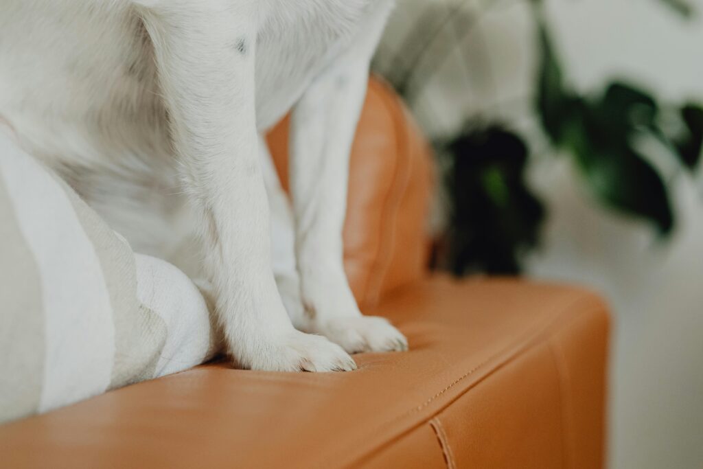 White dog's paws rest on a stylish leather sofa with indoor plant decor.