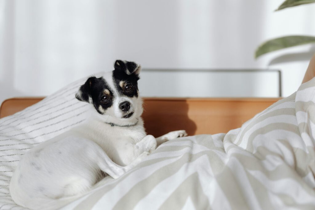 Adorable black and white dog lying comfortably on a bed with natural light.