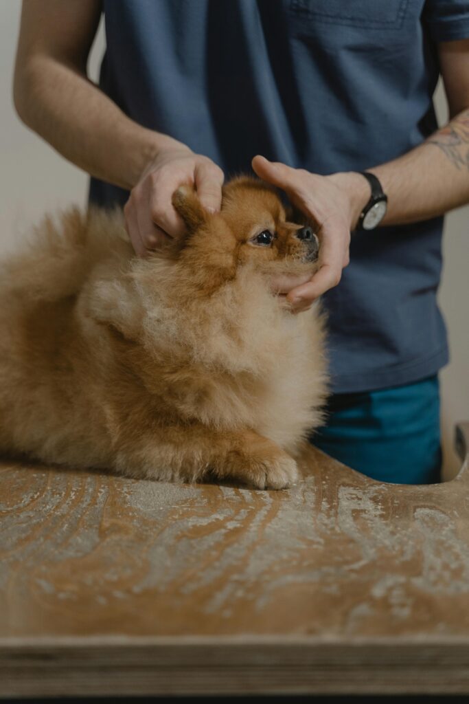 A fluffy Pomeranian dog being examined by a veterinarian indoors.
