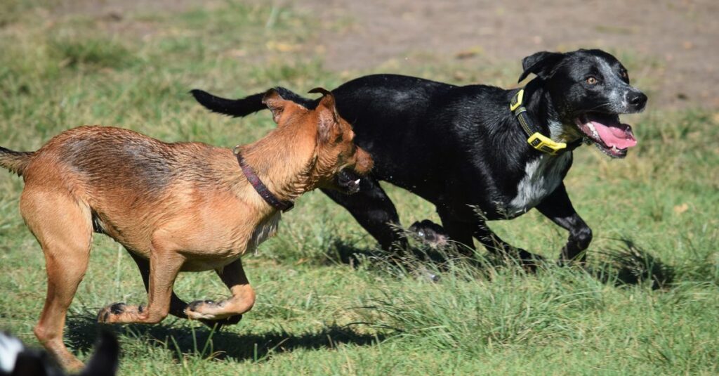 Two dogs energetically playing and running on a grassy field on a sunny day.