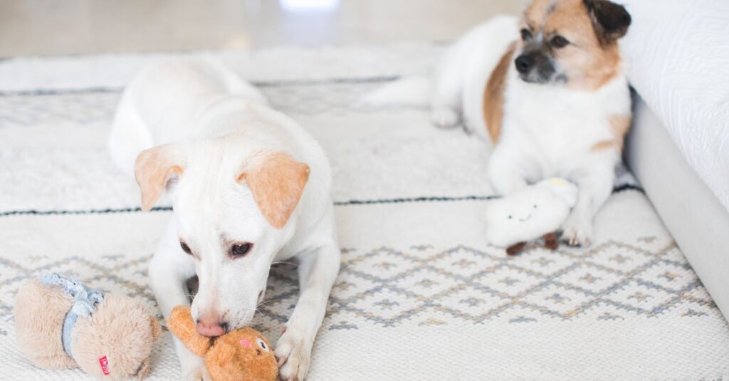 Two dogs enjoy playtime indoors on a patterned rug, each with a plush toy.