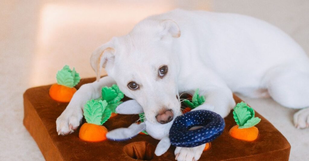 Cute white dog lying on a plush carrot toy mat indoors, enjoying playtime.