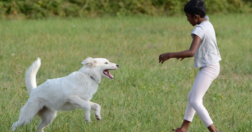 A child joyfully plays with a running white dog in a lush green field on a sunny day.