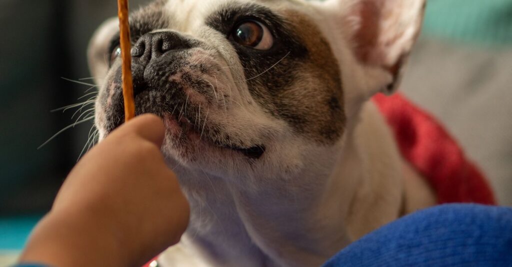 Adorable French Bulldog in focus, anticipating snack from human hand.