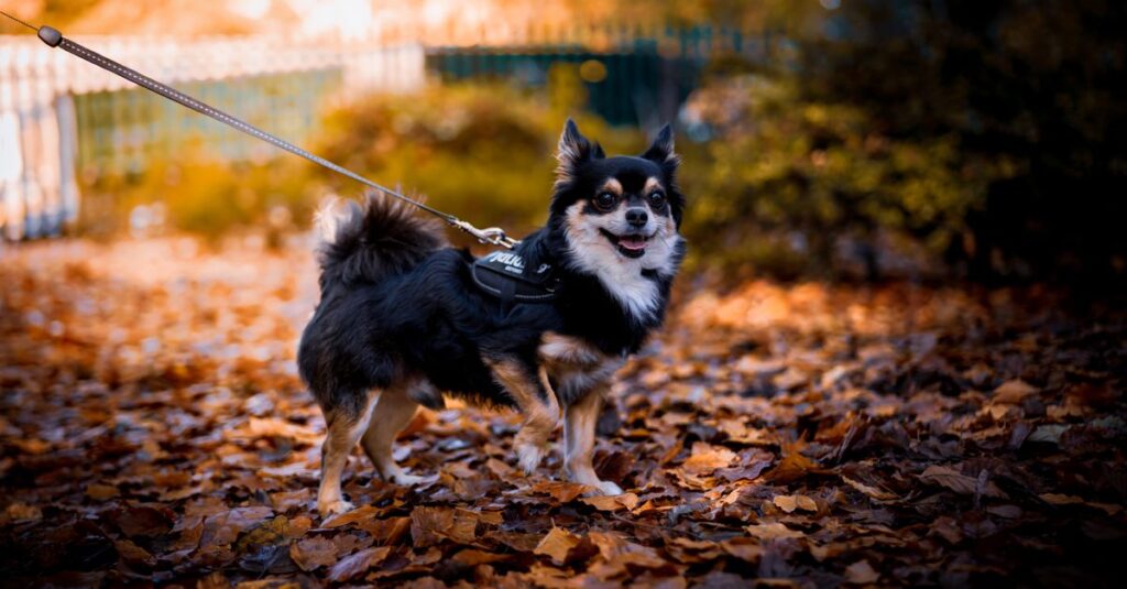 Chihuahua on a leash enjoying a walk through vibrant autumn leaves outdoors.