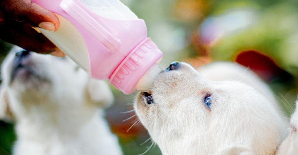 Adorable puppy being bottle-fed outdoors, showcasing care and tenderness.