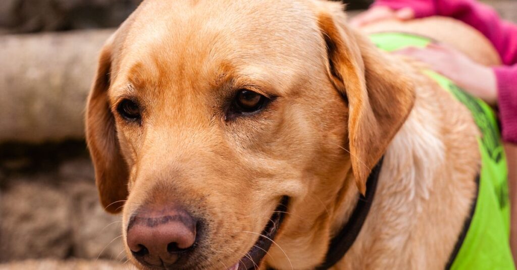 Close-up of a happy Labrador Retriever wearing a green vest outdoors in Dublin, Ireland.