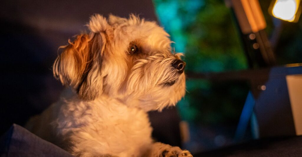 Cute small dog lying indoors on a sofa in dim lighting, exuding a relaxed and cozy vibe.