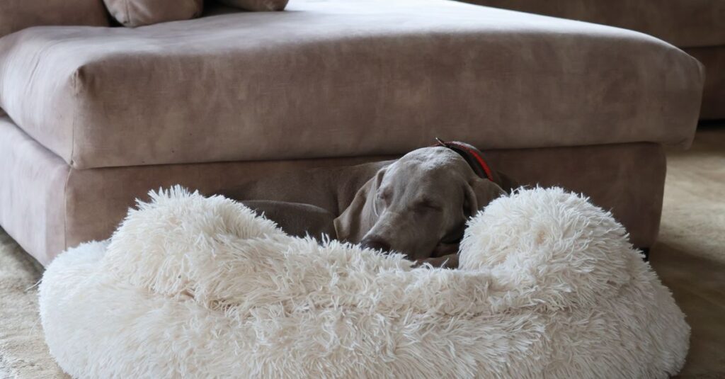 A Weimaraner dog peacefully sleeping on a fluffy dog bed in a cozy living room.