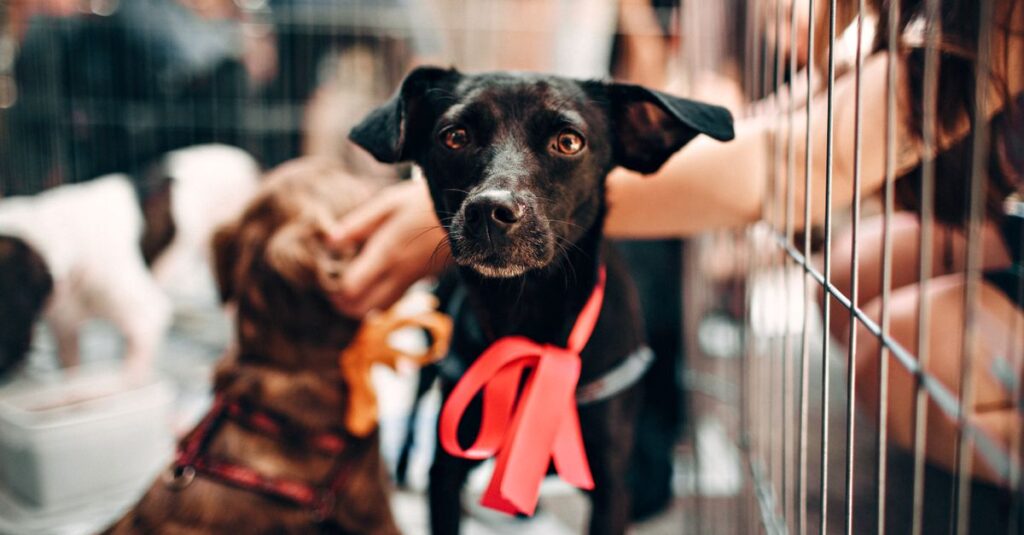 Cute black dog with red ribbon in animal shelter, symbolizing hope and rescue.