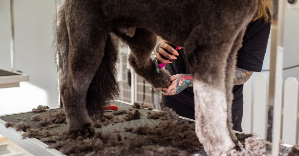A professional groomer trimming a large dog's fur indoors, showcasing grooming tools.