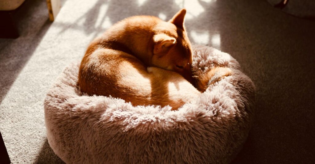 A Shiba Inu dog peacefully sleeping curled up on a fluffy pet bed with warm sunlight.