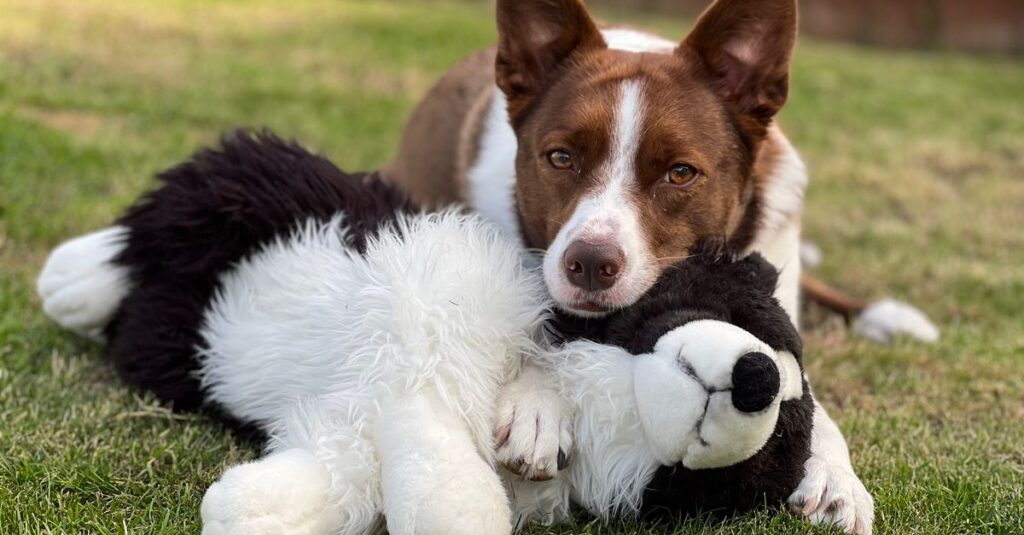 Cute dog lying on grass cuddling a black and white stuffed animal companion outdoors.