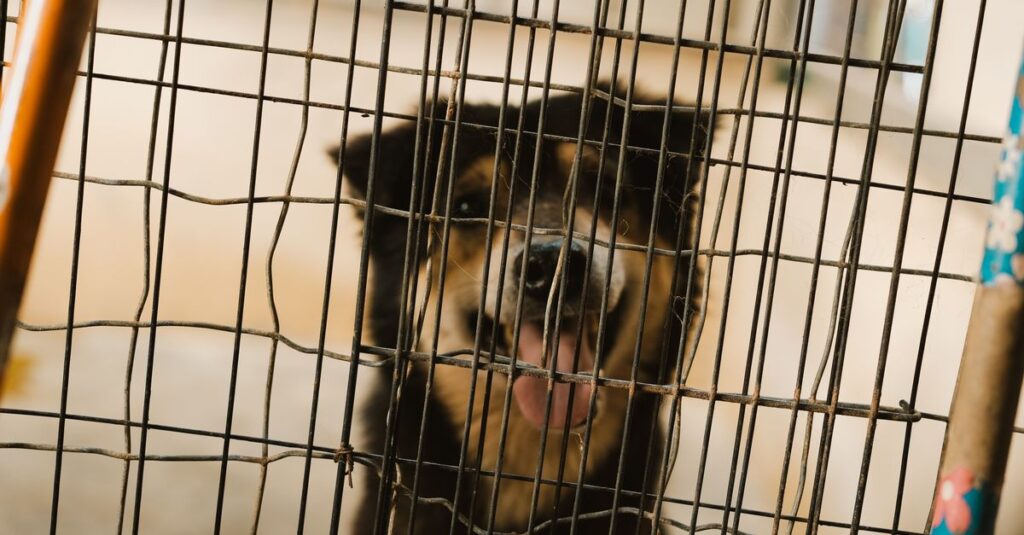 Adorable dog with tongue out behind a metal cage at an animal shelter, looking curious.