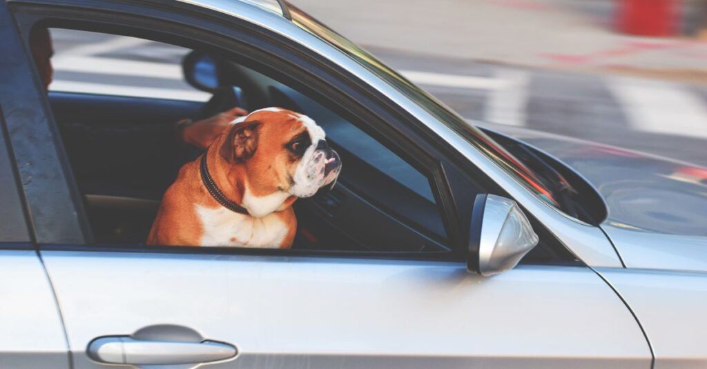 An English Bulldog looks out of a car window while riding through the city streets.