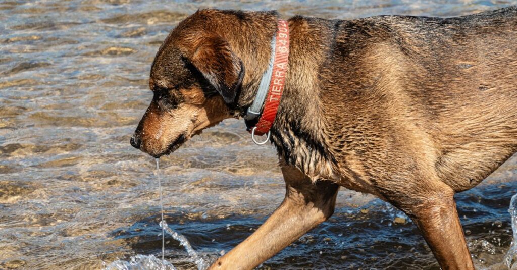 A brown dog in a red collar playfully walks in shallow beach water with the sun shining bright.