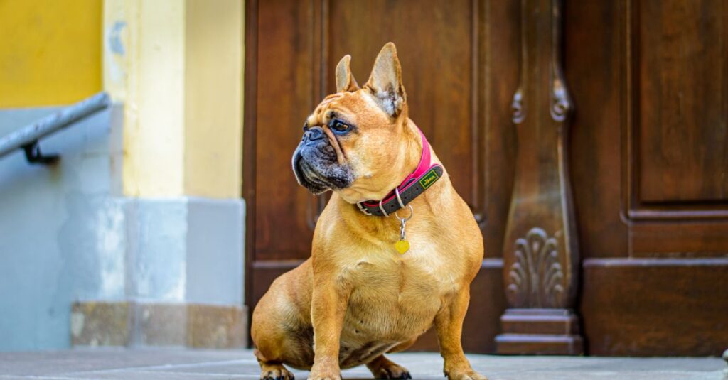 Calm French Bulldog patiently sitting on a step, gazing away, near a wooden door.