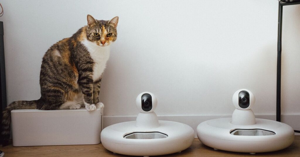 A domestic cat sits near smart home security cameras in a modern indoor setting.