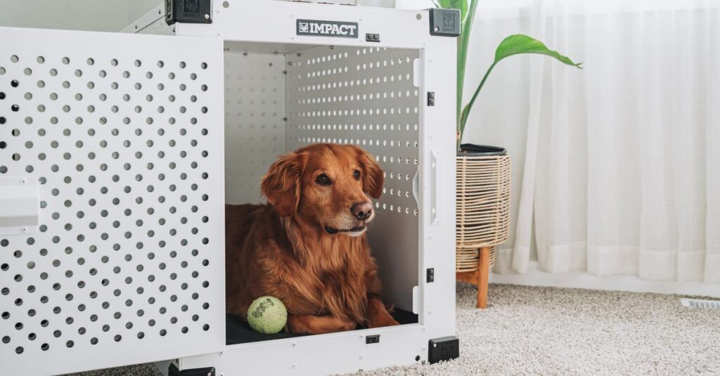Golden retriever comfortably resting inside a white dog crate in a cozy living room setting.