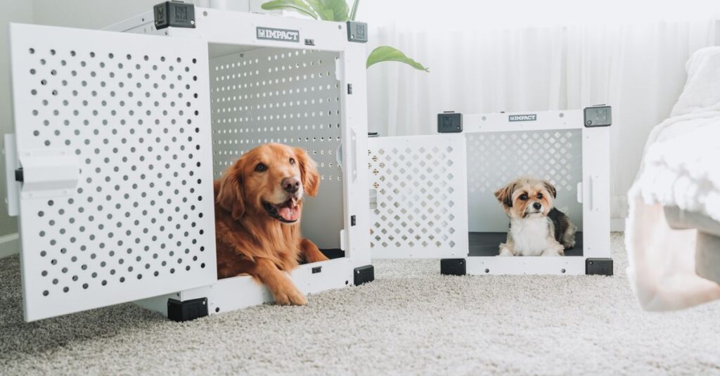 Golden Retriever and small dog resting in white dog crates in a cozy living room.
