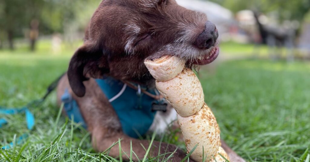A brown dog chewing a large bone in a grassy outdoor setting.