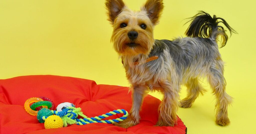Cute Yorkshire Terrier on a red pillow with colorful toys on a vibrant yellow background.