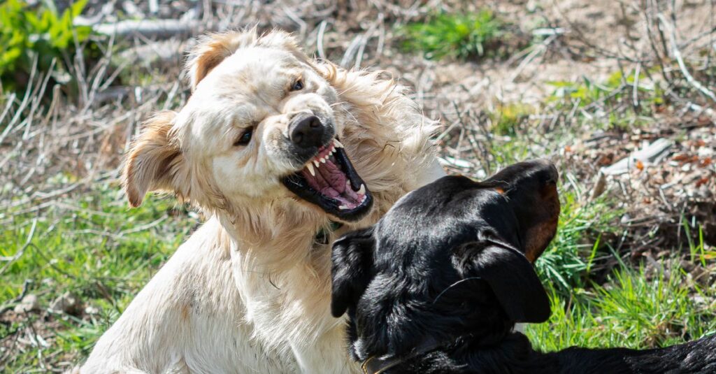 Two dogs playfully interacting in a grassy outdoor setting, showcasing joy and energy.
