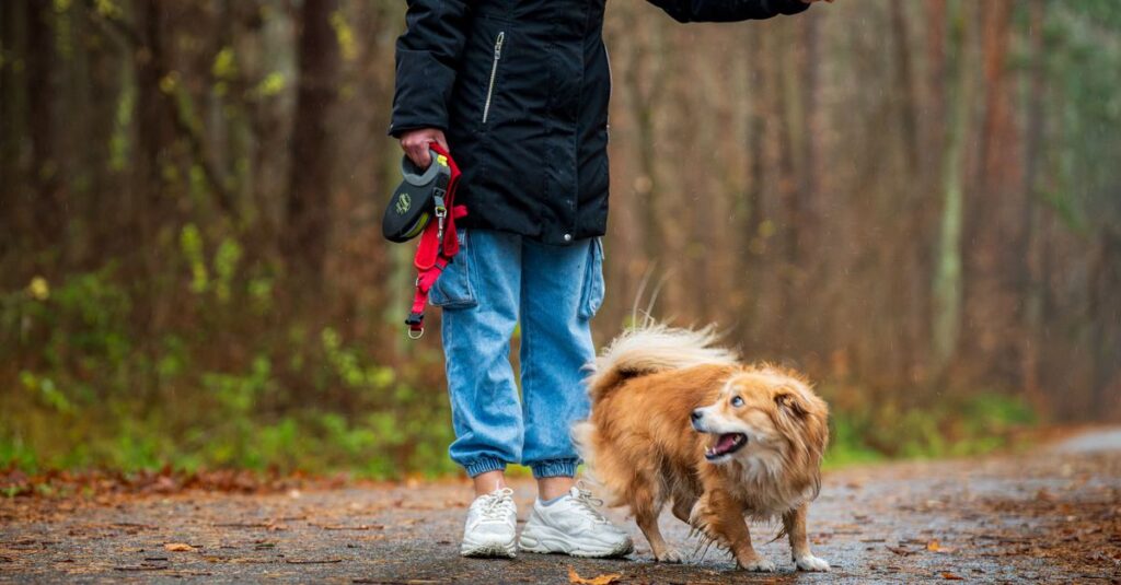 A woman walks a small dog on a leash through a wet forest path, surrounded by trees during autumn.