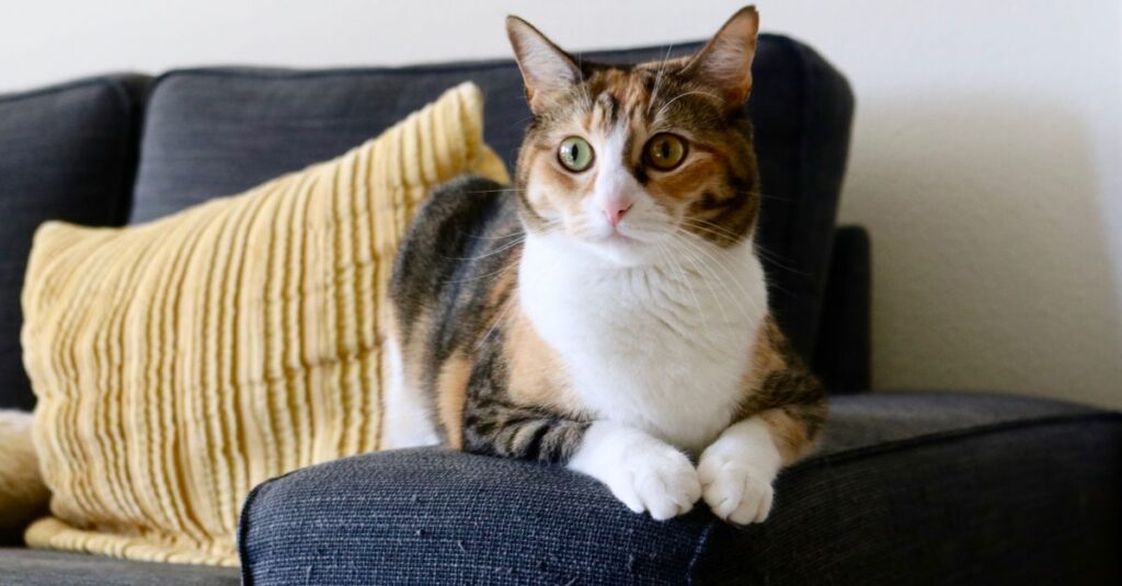 Adorable calico cat relaxing on a sofa indoors with a yellow pillow, peaceful ambiance.