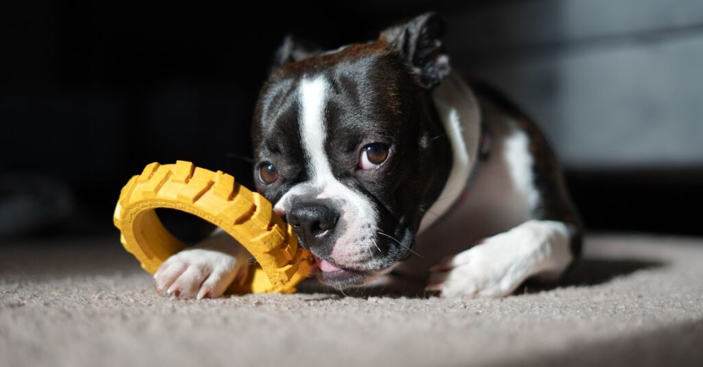 Adorable Boston Terrier puppy playing with a yellow chew toy on a carpet indoors.