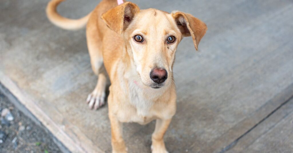 Portrait of a mix breed pothound dog on a leash in Trinidad and Tobago, looking for adoption.