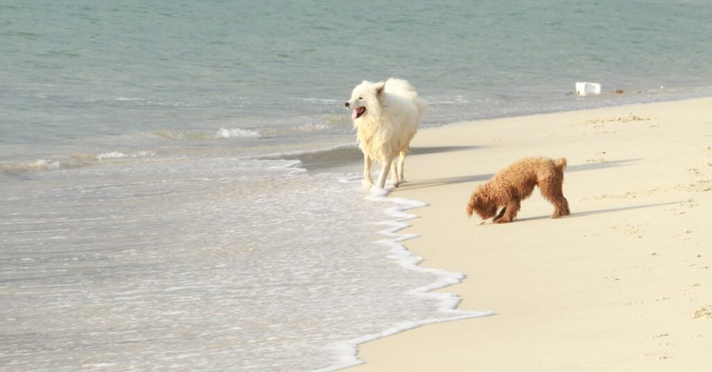 Two dogs playing on a sandy beach by the ocean on a sunny day, enjoying the waves.