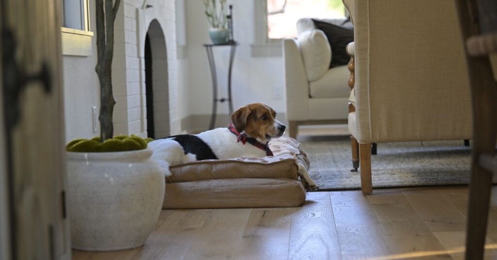 A beagle comfortably lays on a dog bed in a warm, stylish living room setting.
