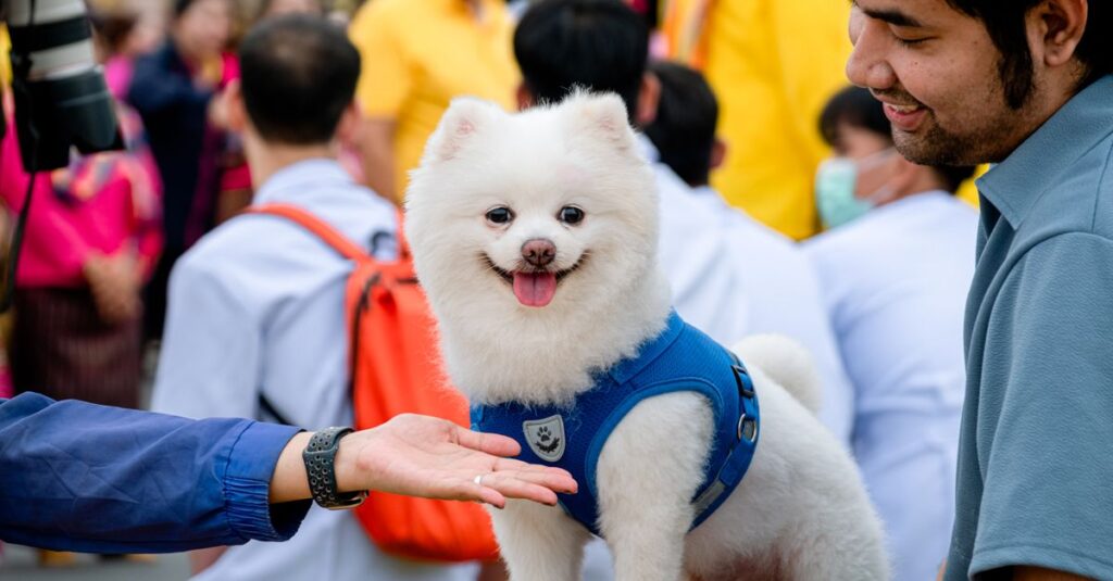 Adorable Pomeranian dog in a harness interacting with people at a lively outdoor event.