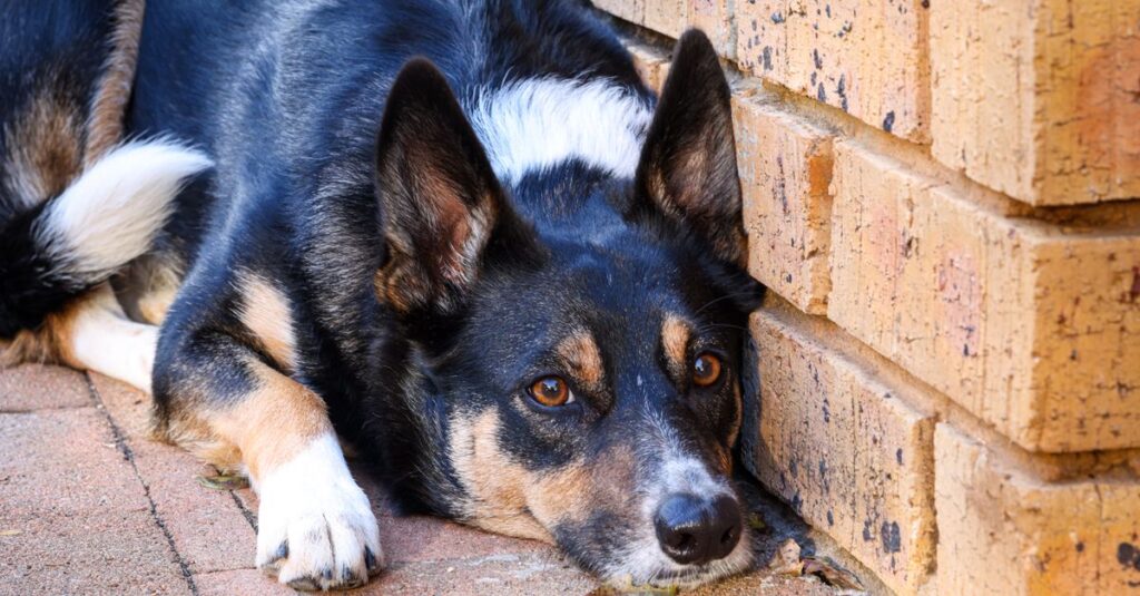 A sleepy Border Collie rests against a brick wall, capturing a peaceful moment outdoors.