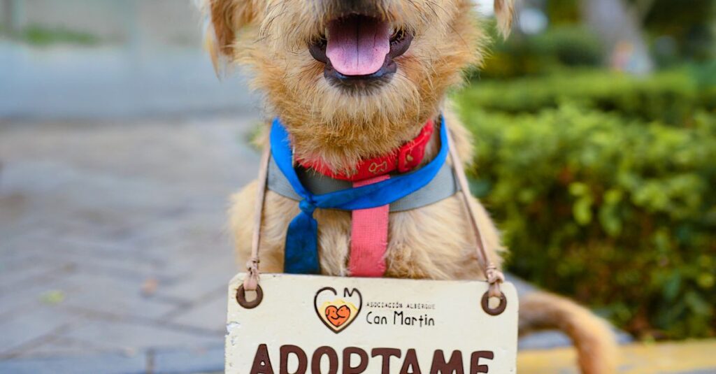 Adorable dog with a sign 'Adopt Me', smiling in a park setting.