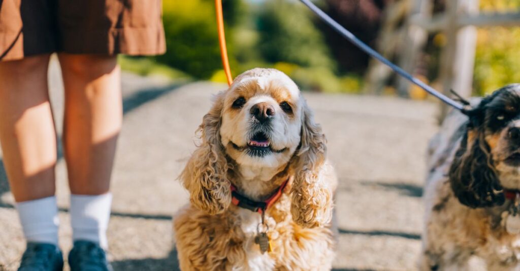 Two cocker spaniels walking on a leash with their owner in a sunny outdoor setting.
