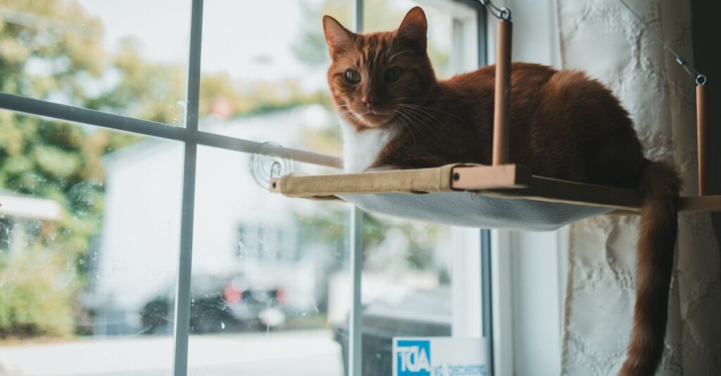 Orange tabby cat lounging on a window perch with sunlight streaming in.