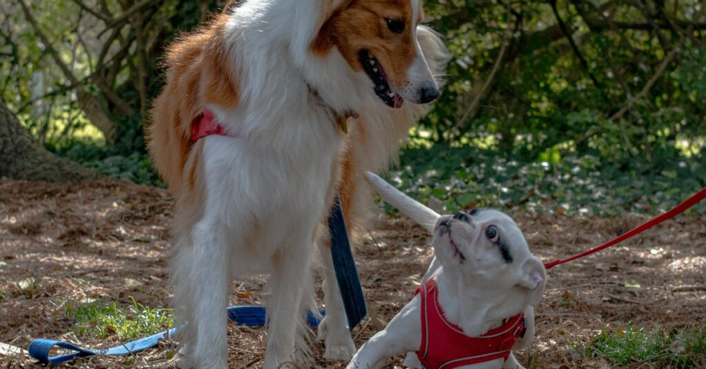 A large brown and white dog and a small white puppy on leashes in a forest setting, under dappled sunlight.