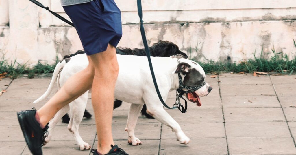 Close-up of a person walking two dogs on a leash outdoors, highlighting daily exercise