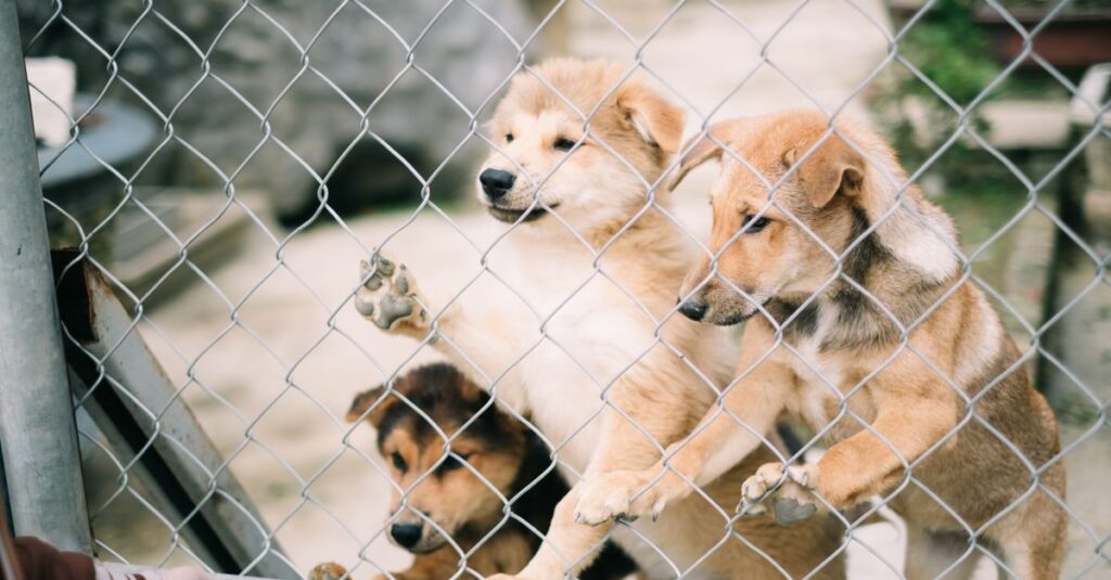 Three cute puppies eagerly behind a chain-link fence, seeking attention and love.