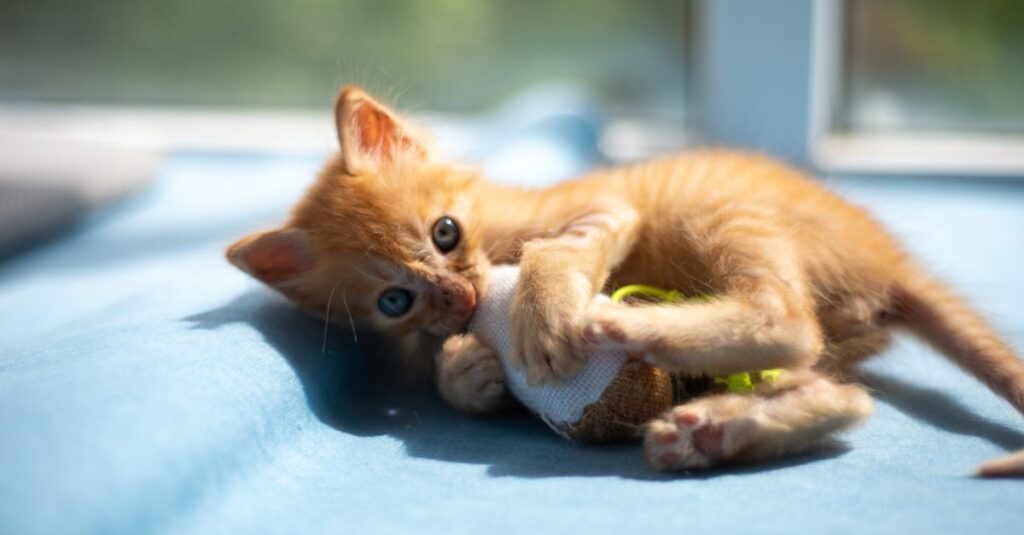 Cute ginger kitten playing with a toy on a sunny windowsill, capturing a playful moment.