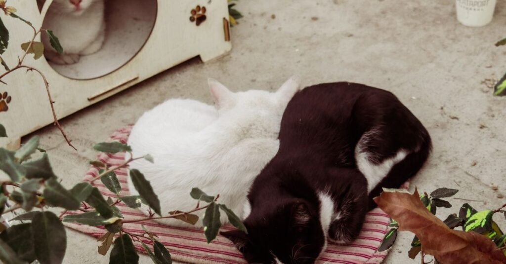 Two cats snuggle on a mat outside a wooden cat house. Calm and serene moment.