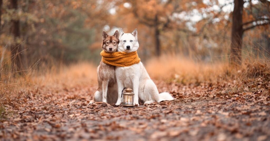Two huskies with scarf sit on a leaf-covered path in the fall forest.